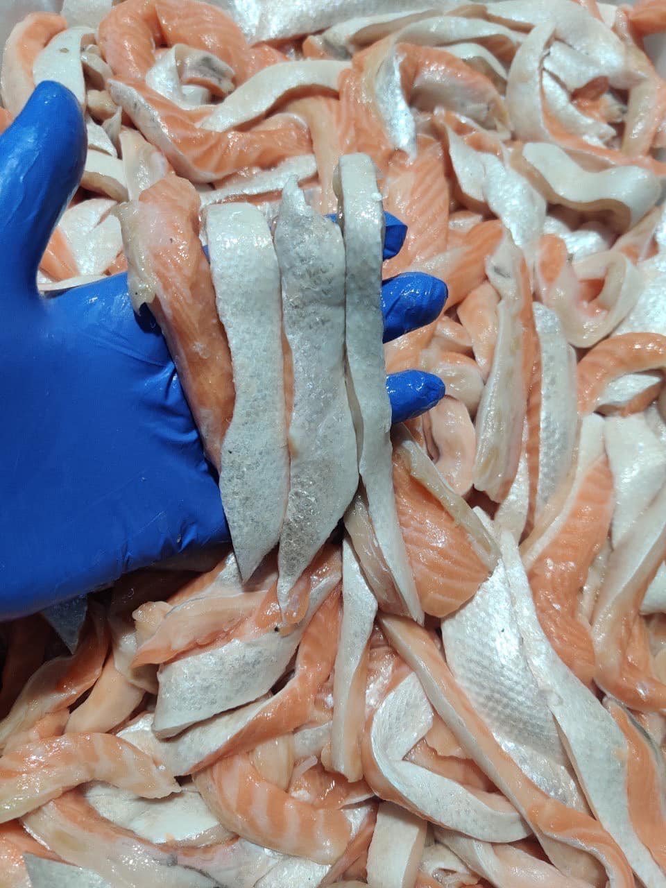 ท้องแซลมอน ไร้ครีบ