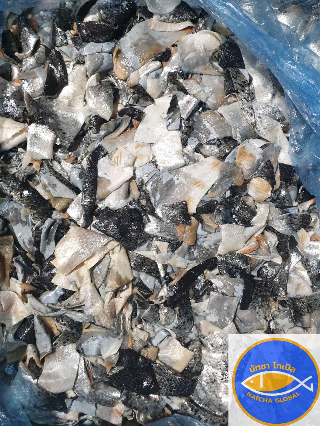 หนังปลาสั้น ขอดเกล็ด