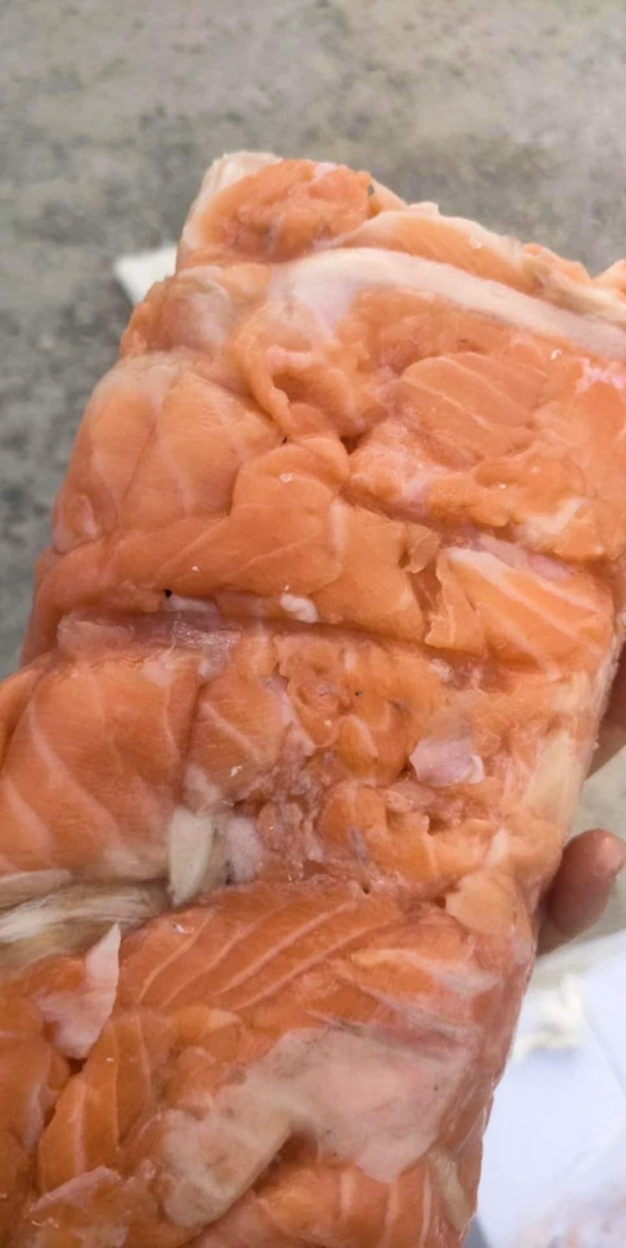 เนื้อปาดแซลมอน แอตแลนติก ชิลี